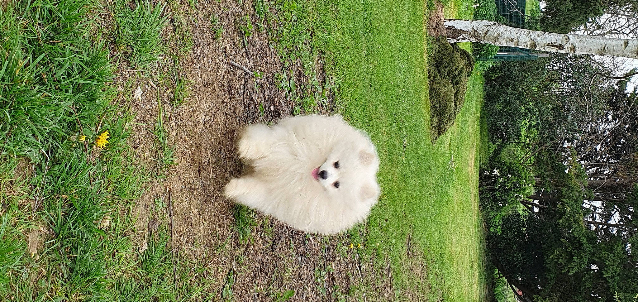 Tiwi participe au concours pour gagner de l'argent avec cette photo : ball, beak, canidae, carnivore, companion_dog, dog, dog_breed, fawn, fur, grass, grass_family, grassland, pasture, plant, shrub, snout, sporting_group, tree, trunk, wildlife
