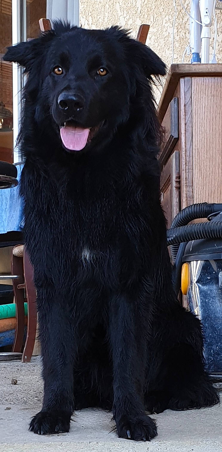 Tiwi a rejoint le concours — aidez-le/la à gagner de superbes lots ! ancient_dog_breeds, borador, canidae, carnivore, companion_dog, dog, dog_breed, dog_supply, electric_blue, fang, fur, giant_dog_breed, guard_dog, pet_supply, snout, sporting_group, terrestrial_animal, working_animal, working_dog