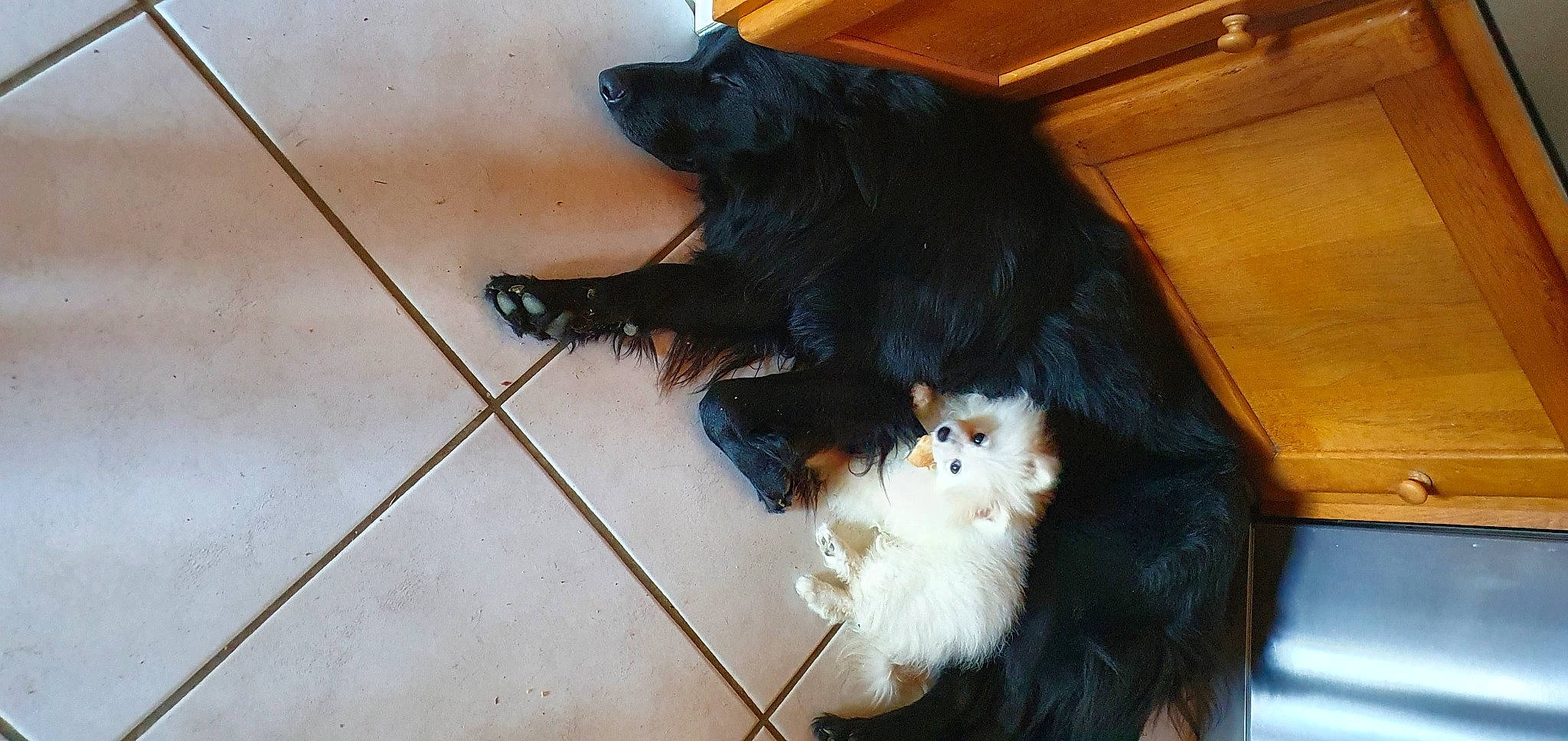 Tiwi a rejoint le concours — aidez-le/la à gagner de superbes lots ! canidae, carnivore, cat, claw, companion_dog, dog, dog_breed, felidae, floor, flooring, fur, hardwood, liver, mammal, small_to_medium_sized_cats, snout, sporting_group, tail, whiskers, wood