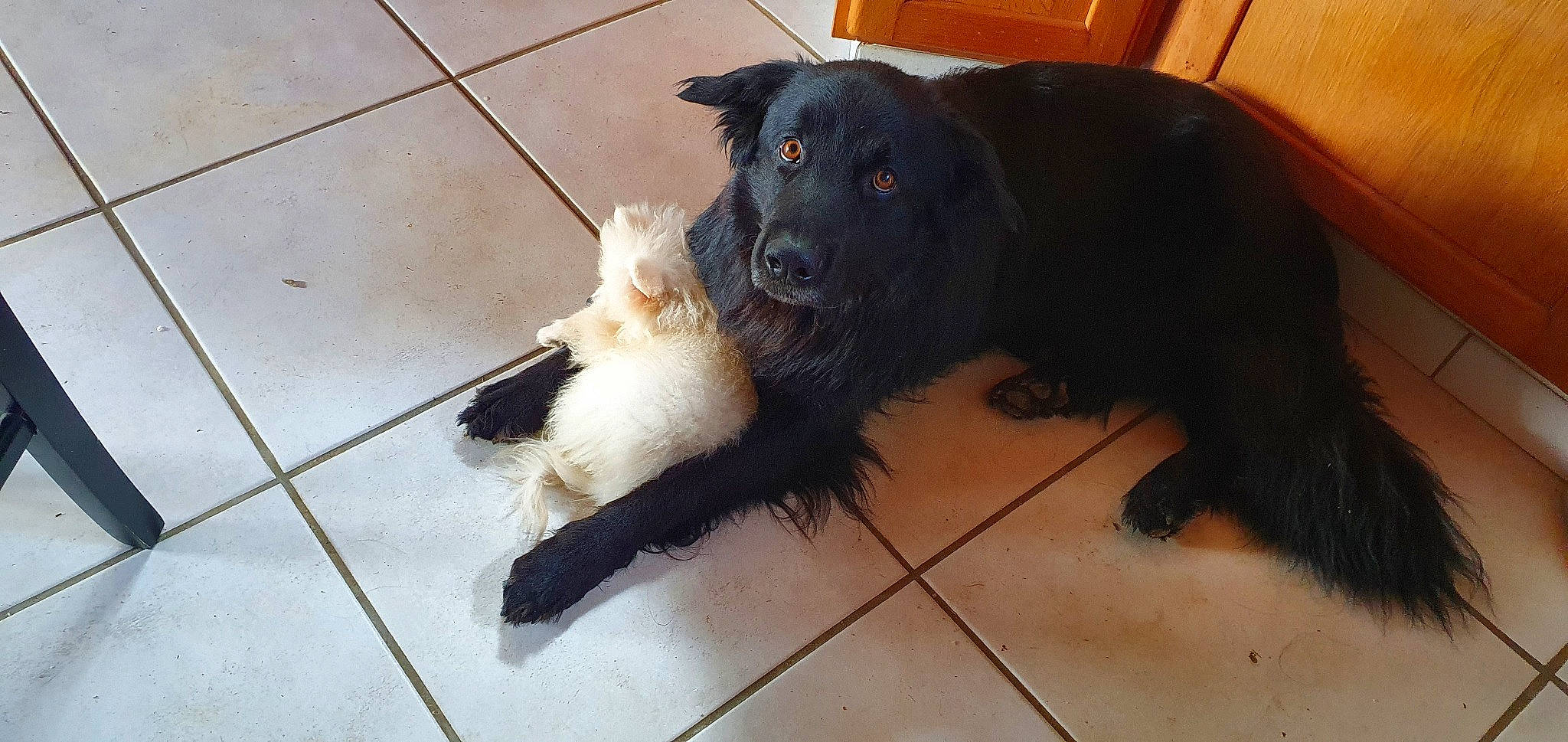 Tiwi participe au concours pour gagner de l'argent avec cette photo : borador, canidae, carnivore, collar, companion_dog, dog, dog_breed, dog_collar, floor, flooring, fur, hardwood, pet_supply, snout, sporting_group, tail, tile, tile_flooring, working_animal, working_dog