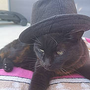 Maou participe au concours pour gagner de l'argent avec cette photo : black_cat, cat, hat, animal, pet, feline, towel, outdoor, relaxed, portrait, whiskers, fur, cute, domestic_animal, mammal, resting, close_up, one_animal, headwear, sleepy