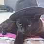 black_cat, cat, hat, animal, pet, feline, towel, outdoor, relaxed, portrait, whiskers, fur, cute, domestic_animal, mammal, resting, close_up, one_animal, headwear, sleepy