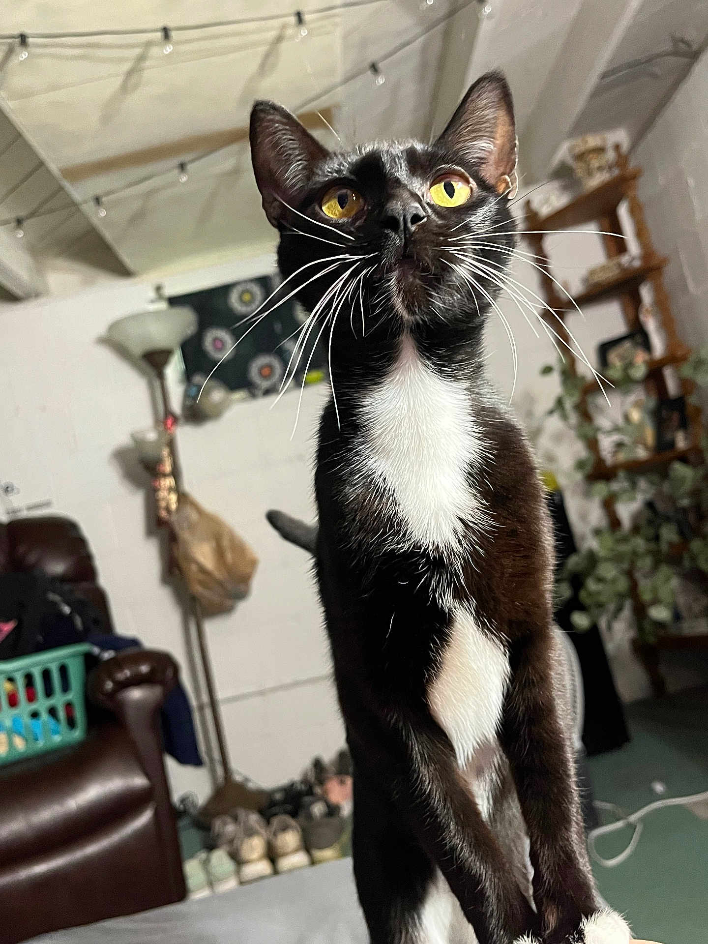 Socks is registered to the contest to win money with this photo: cat, tuxedo_cat, indoor, whiskers, golden_eyes, lamp, shelf, plants, shoes, chair, furniture, curious, portrait, pet, black_and_white, floor, cozy, home, animal
