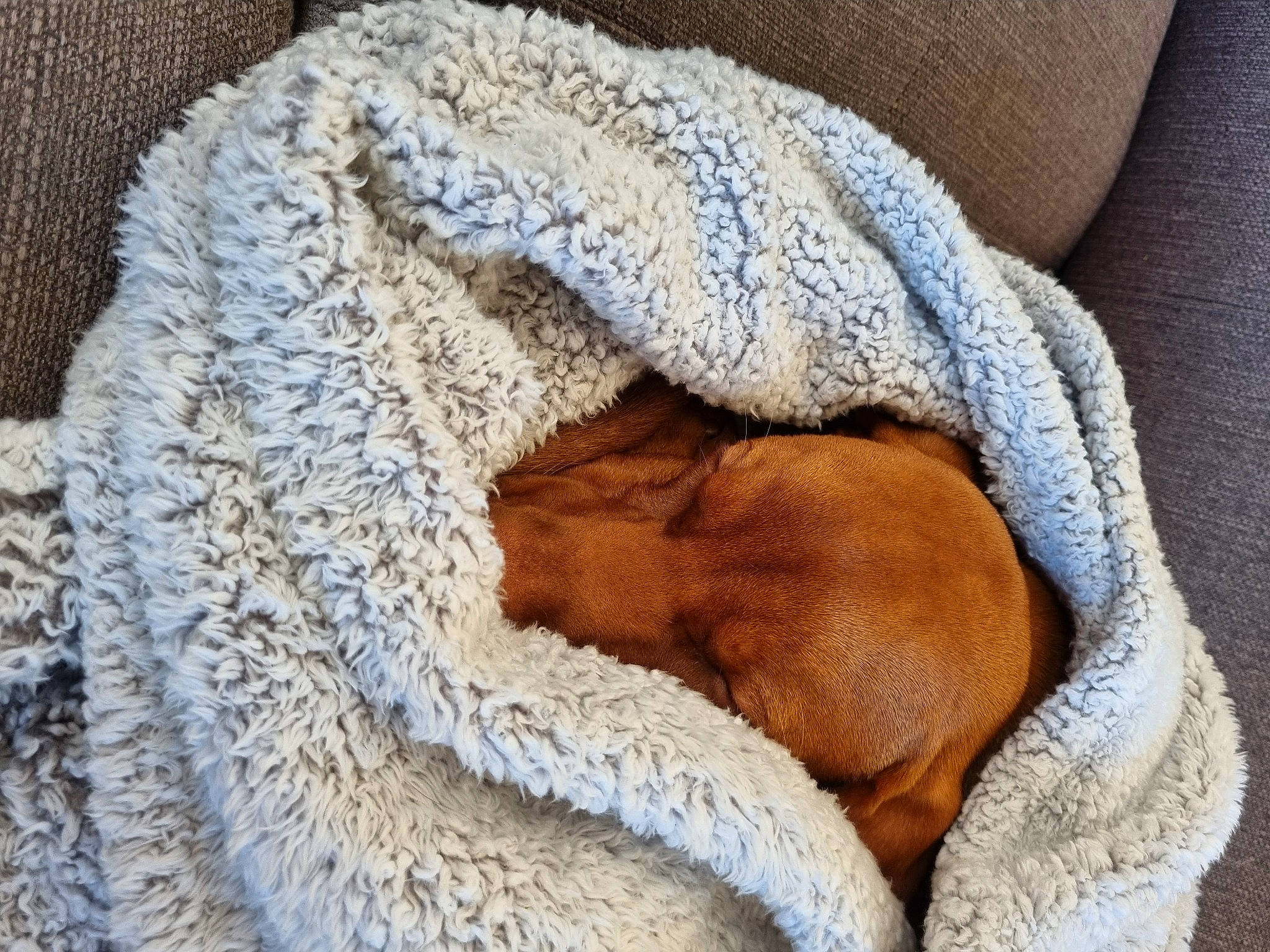 Rufus joined the competition — help win amazing prizes! cap, close_up, comfort, crochet, fawn, felidae, fur, grey, gunny_sack, knit_cap, linens, needlework, pattern, snout, terrestrial_animal, textile, thread, wool, woolen, woven_fabric