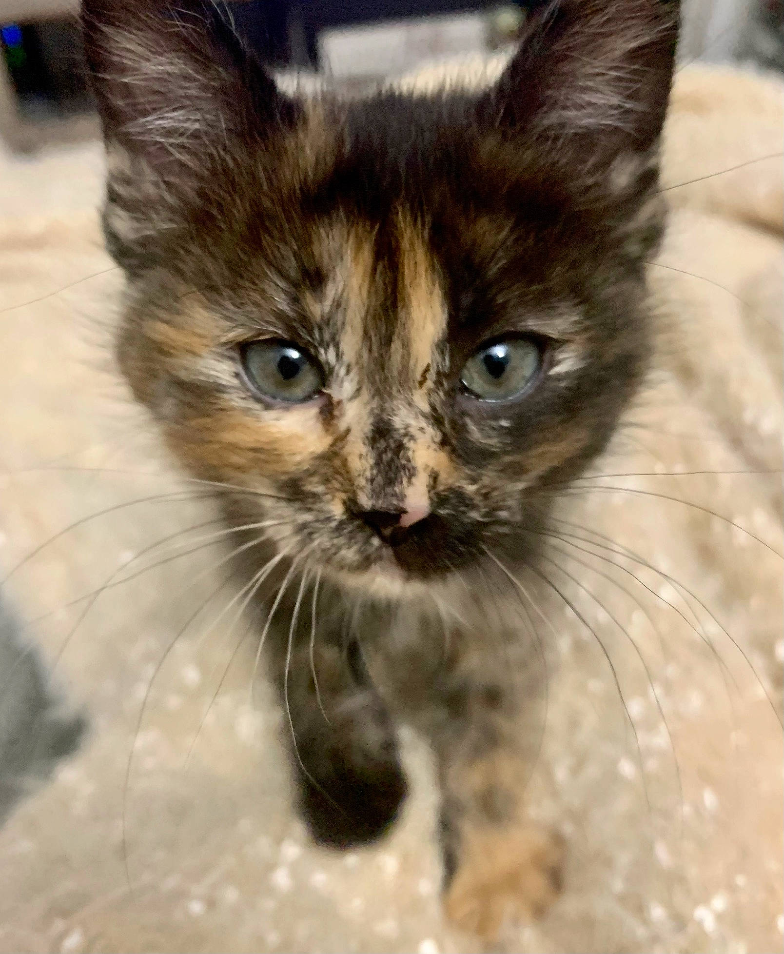 Gertrude is registered to the contest to win money with this photo: aegean_cat, asian, carnivore, cat, close_up, domestic_long_haired_cat, domestic_short_haired_cat, european_shorthair, eye, felidae, fur, kitten, mammal, nose, ojos_azules, small_to_medium_sized_cats, snout, tabby_cat, vertebrate, whiskers