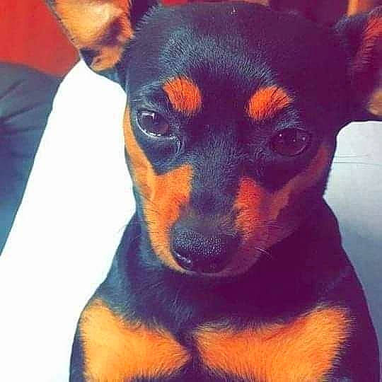 Siska participe au concours pour gagner de l'argent avec cette photo : canidae, carnivore, companion_dog, dog, dog_breed, ear, eye, fawn, fur, guard_dog, head, paw, pinscher, prazsky_krysarik, snout, sporting_group, toy_dog, whiskers, working_animal, working_dog