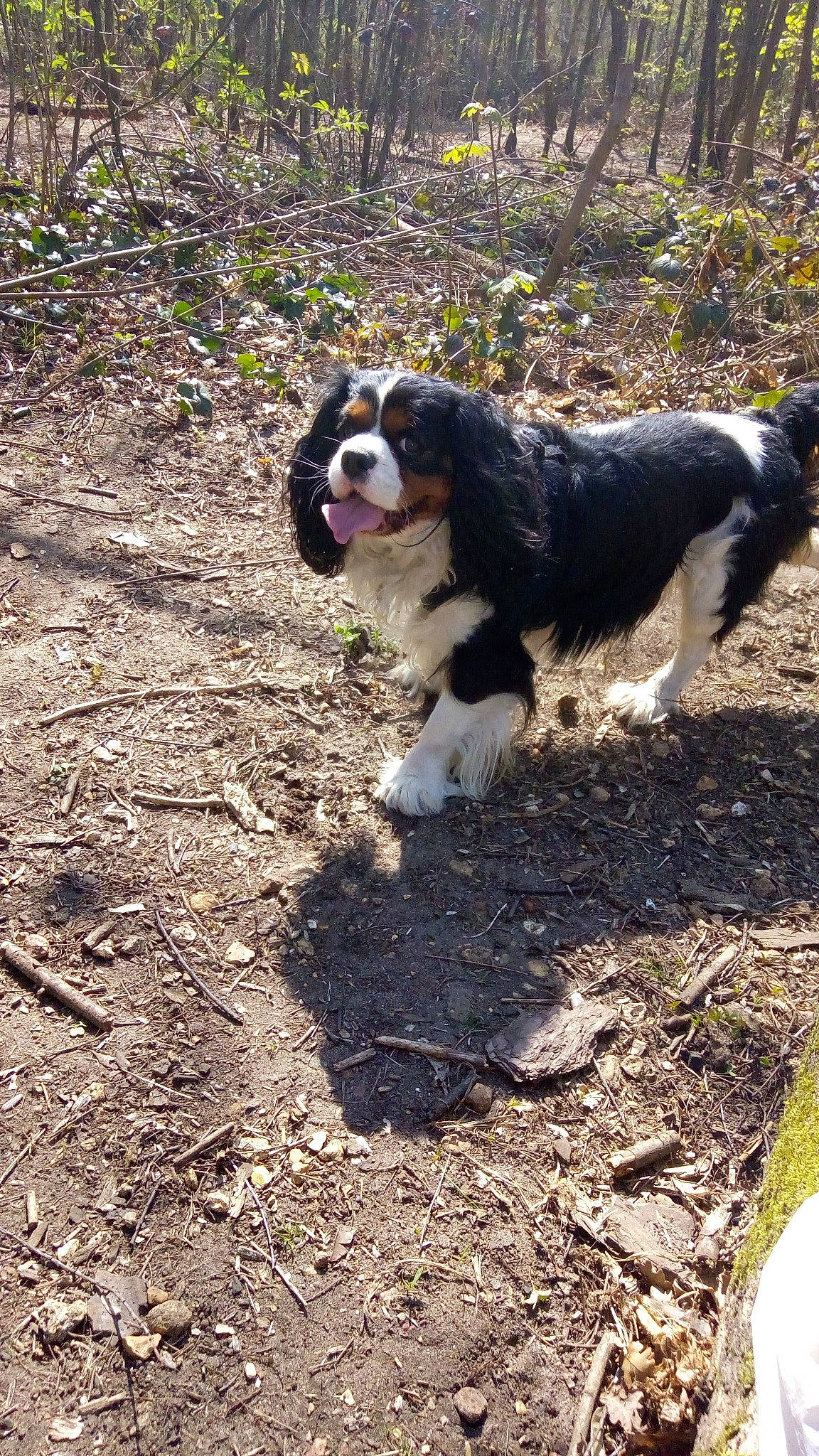 Lucky participe au concours pour gagner de l'argent avec cette photo : canidae, carnivore, cavalier_king_charles_spaniel, cocker_spaniel, companion_dog, dog, dog_breed, king_charles_spaniel, mammal, rare_breed_dog, snout, soil, spaniel, sporting_group, vertebrate