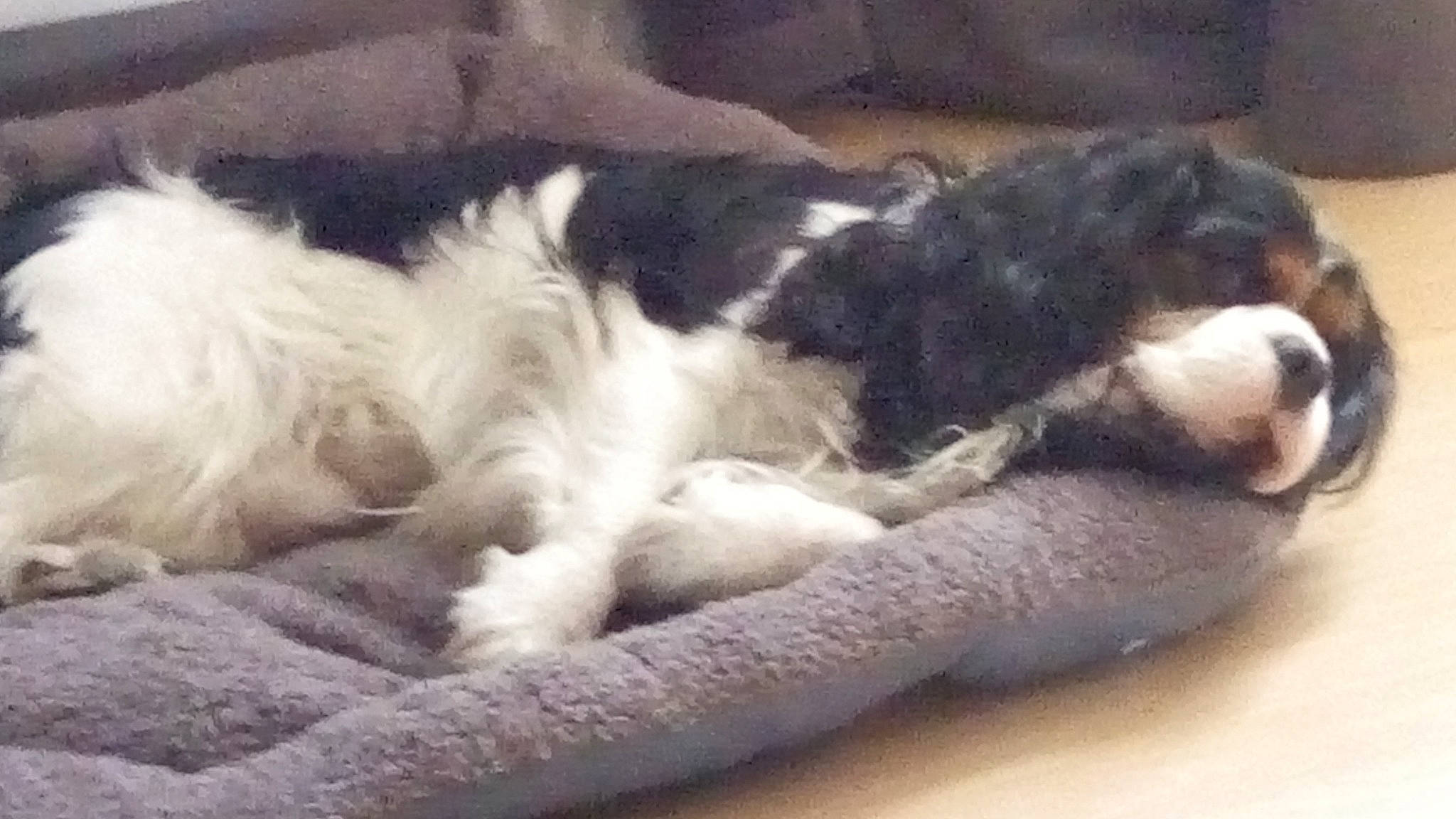 Lucky participe au concours pour gagner de l'argent avec cette photo : canidae, carnivore, cavalier_king_charles_spaniel, cavapoo, cockapoo, companion_dog, dog, dog_breed, fox_terrier, lhasa_apso, mammal, nap, non_sporting_group, puppy, puppy_love, shih_tzu, sporting_group, tail, tibetan_terrier, vertebrate