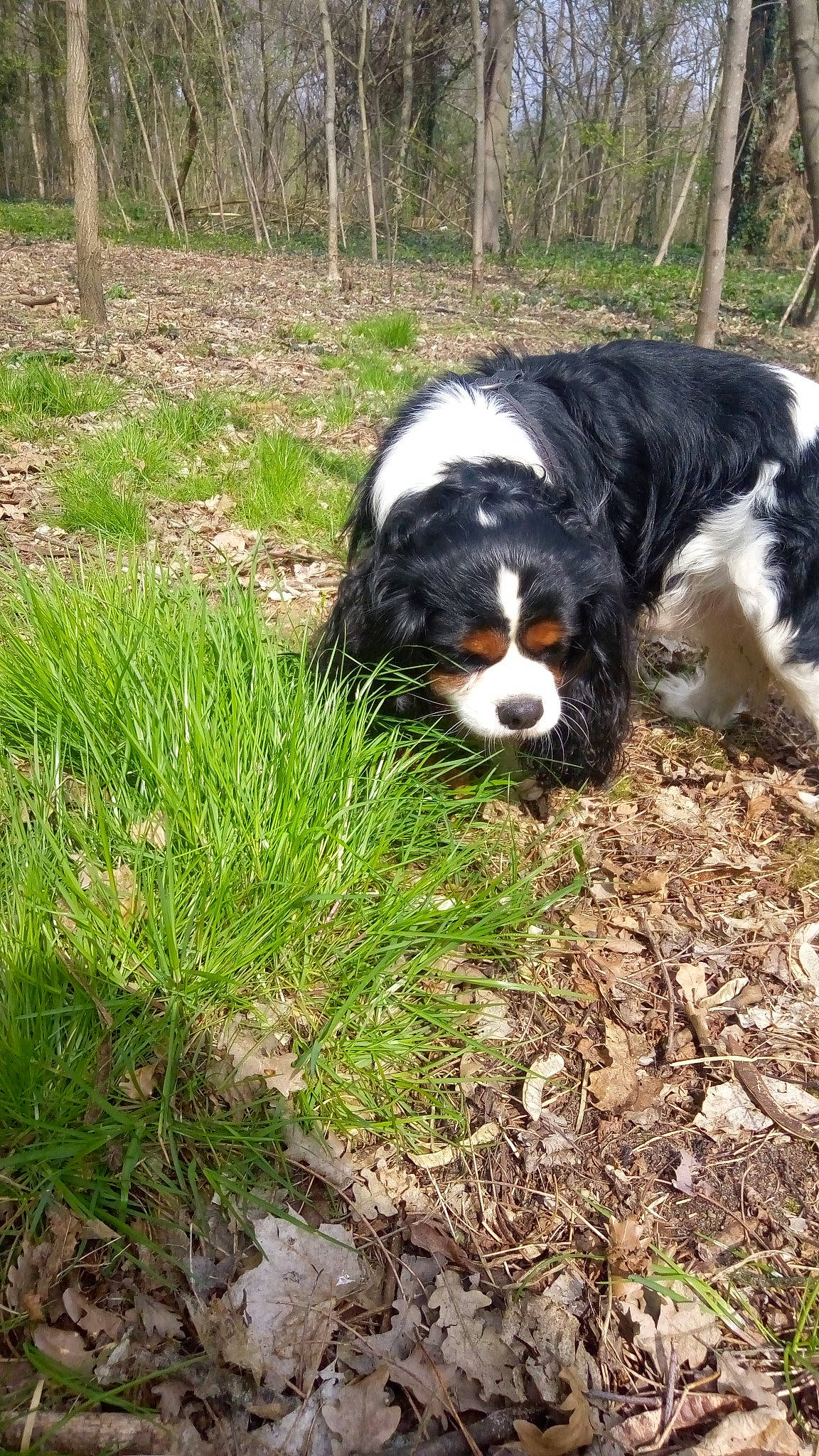 Lucky a rejoint le concours — aidez-le/la à gagner de superbes lots ! bernese_mountain_dog, canidae, carnivore, cavalier_king_charles_spaniel, dog, dog_breed, english_shepherd, grass, king_charles_spaniel, mammal, spaniel, sporting_group, vertebrate