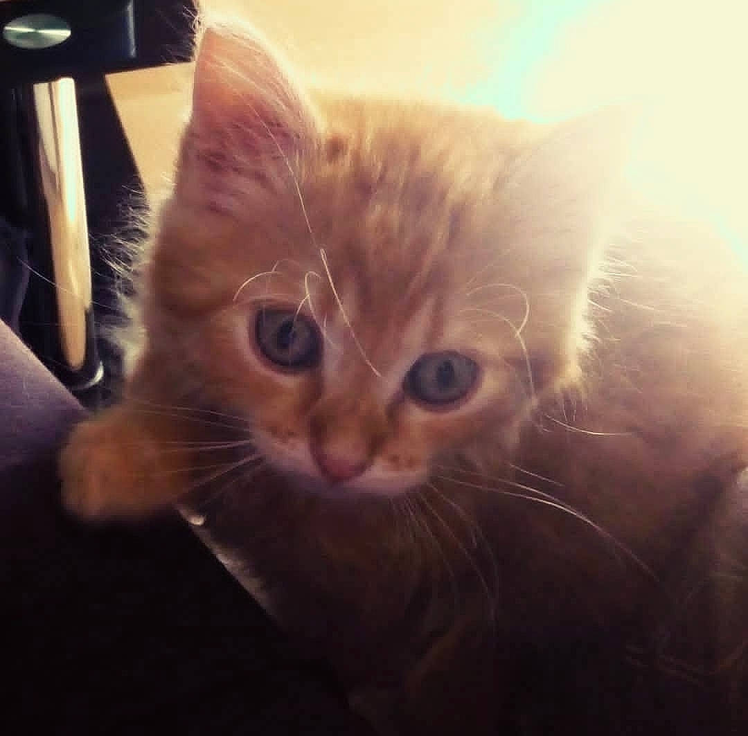 Moon participe au concours pour gagner de l'argent avec cette photo : carnivore, cat, claw, cloud, comfort, domestic_short_haired_cat, ear, felidae, fur, paw, small_to_medium_sized_cats, snout, square, tail, whiskers, window