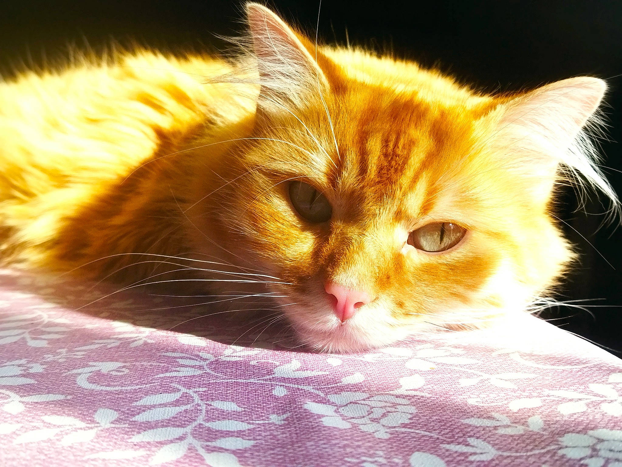 Moon participe au concours pour gagner de l'argent avec cette photo : carnivore, cat, claw, comfort, domestic_short_haired_cat, ear, eye, fawn, felidae, fur, gesture, paw, small_to_medium_sized_cats, snout, tail, whiskers