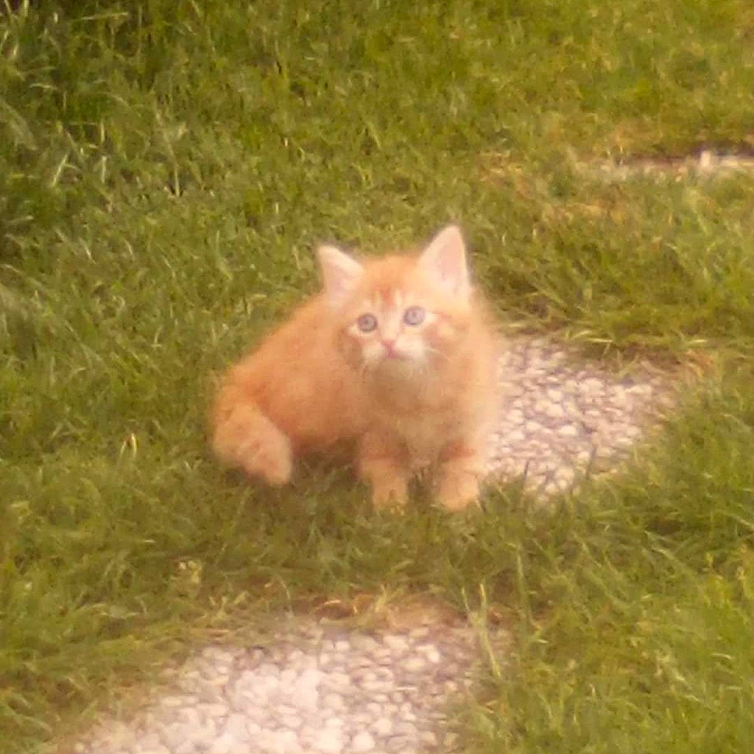 Moon a rejoint le concours — aidez-le/la à gagner de superbes lots ! asphalt, carnivore, cat, fawn, felidae, flooring, fur, grass, grassland, landscape, paw, road_surface, small_to_medium_sized_cats, snout, soil, tail, terrestrial_animal, whiskers, wildlife, wood