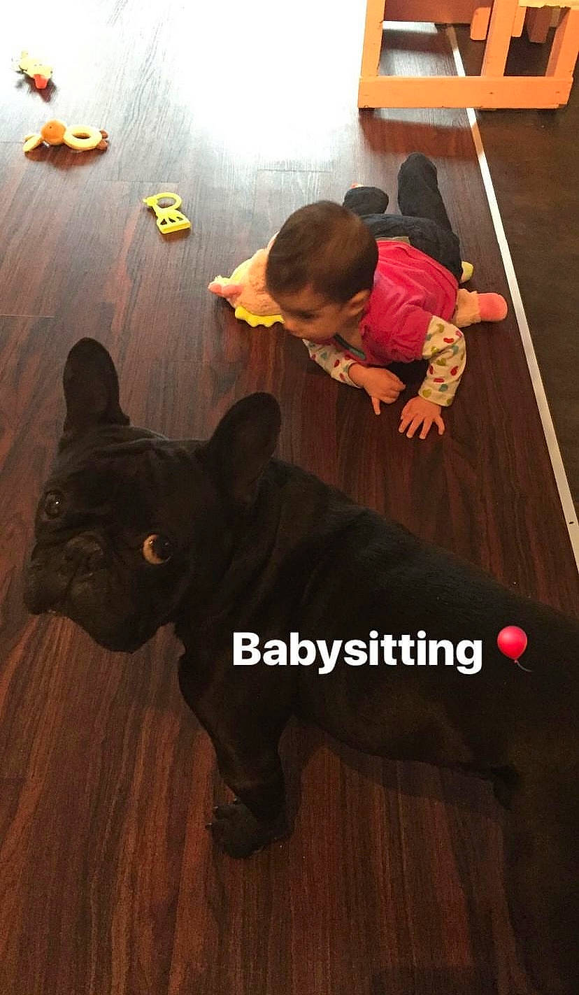 Maître Yoda a rejoint le concours — aidez-le/la à gagner de superbes lots ! carnivore, child, companion_dog, dog, dog_breed, fawn, floor, flooring, fun, guard_dog, happy, hardwood, photo_caption, sporting_group, t_shirt, tail, toddler, whiskers, wood, working_animal