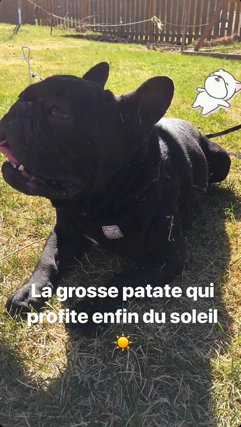 Maître Yoda a rejoint le concours — aidez-le/la à gagner de superbes lots ! art, canidae, carnivore, companion_dog, dog, dog_breed, font, grass, grassland, green, pasture, photo_caption, plant, sculpture, snout, soil, sporting_group, tail, terrestrial_animal, working_animal