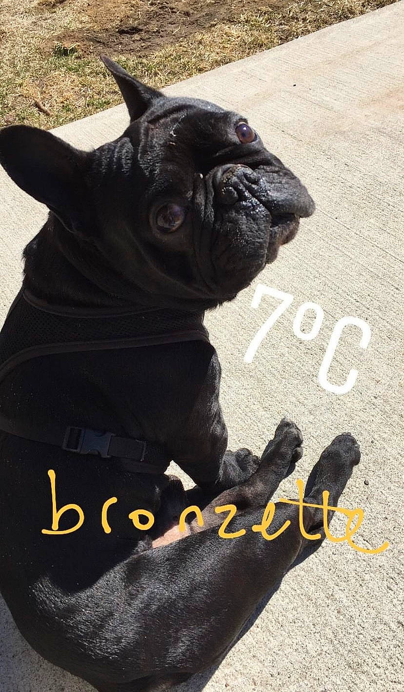 Maître Yoda participe au concours pour gagner de l'argent avec cette photo : bulldog, canidae, carnivore, companion_dog, dog, dog_breed, font, grey, logo, pug, sculpture, sleeve, snout, t_shirt, terrestrial_animal, top, toy_dog, whiskers, working_animal, wrinkle