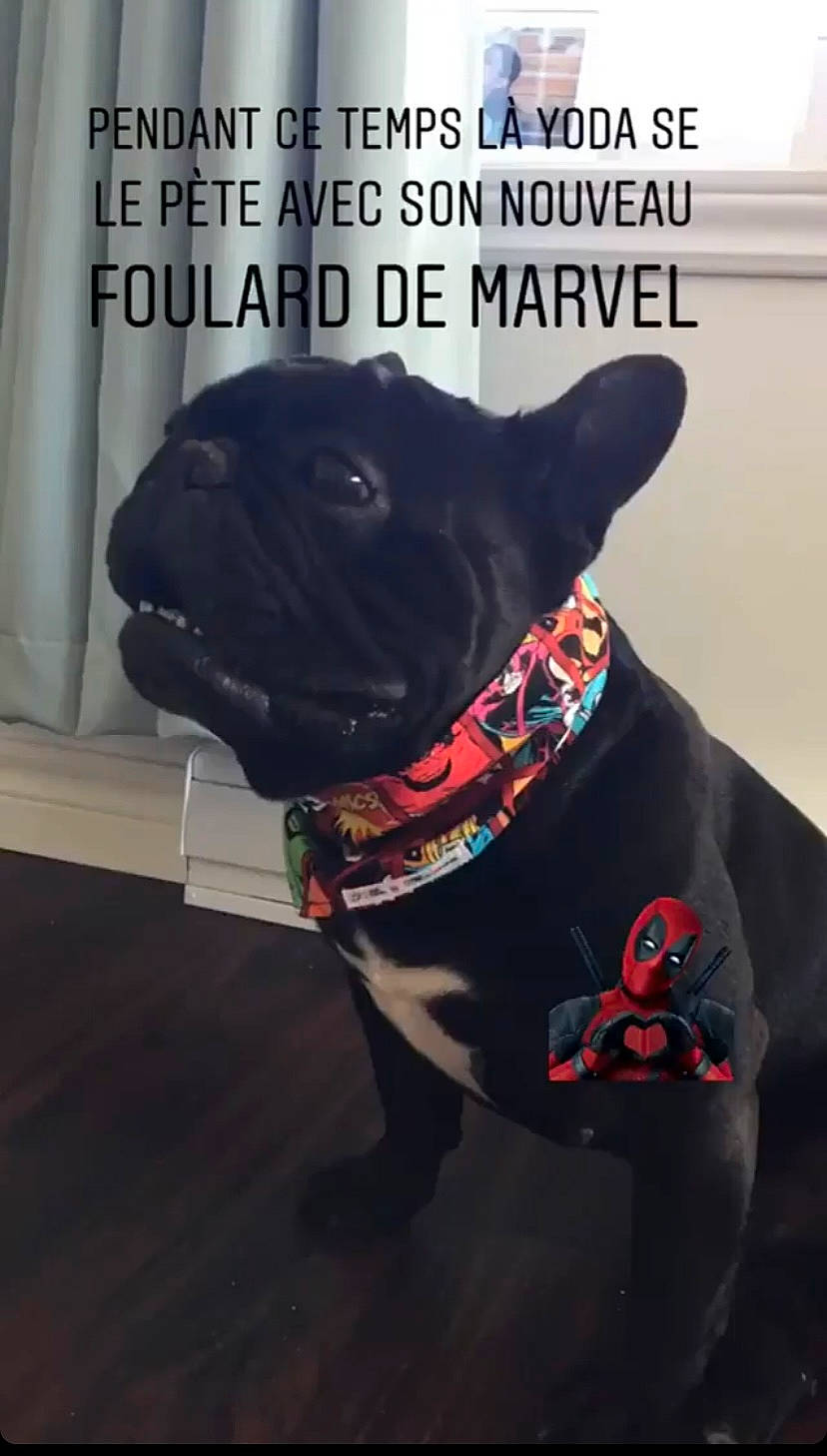 Maître Yoda a rejoint le concours — aidez-le/la à gagner de superbes lots ! canidae, carnivore, collar, companion_dog, curtain, dog, dog_breed, dog_clothes, dog_collar, dog_supply, fashion_accessory, fawn, guard_dog, leash, non_sporting_group, personal_protective_equipment, pet_supply, snout, sporting_group, working_animal