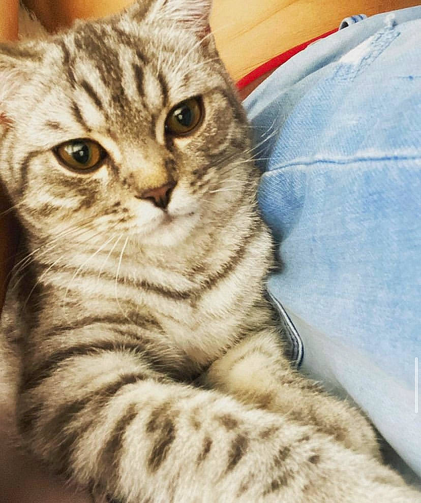 Einstein a rejoint le concours — aidez-le/la à gagner de superbes lots ! carnivore, cat, claw, comfort, domestic_short_haired_cat, eye, felidae, fur, head, paw, small_to_medium_sized_cats, snout, tail, terrestrial_animal, whiskers, wildlife