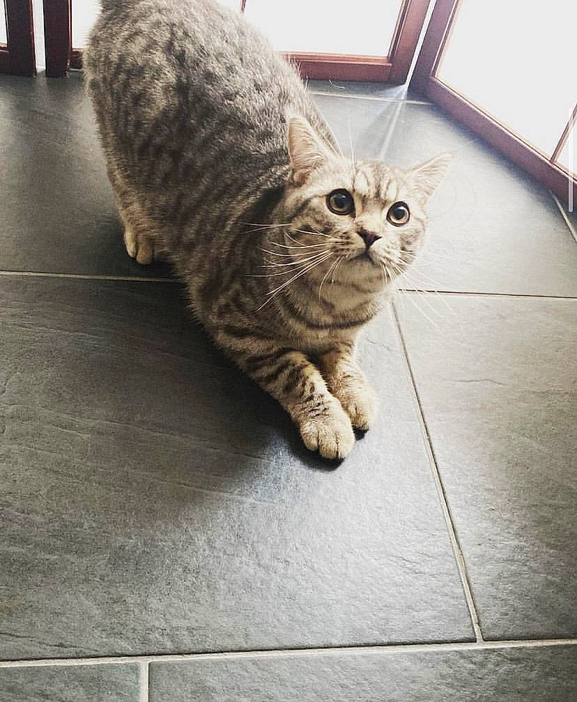 Einstein participe au concours pour gagner de l'argent avec cette photo : carnivore, cat, claw, comfort, domestic_short_haired_cat, eye, felidae, floor, flooring, fur, grey, paw, sitting, small_to_medium_sized_cats, snout, tail, terrestrial_animal, whiskers, window, wood