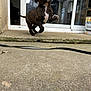 puppy, dog, tongue, leaping, outdoor, concrete, door, glass, reflection, playful, pet, young_dog, brown_dog, white_chest, house, sidewalk, curb, black_leash, energetic, motion
