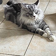 Thor a rejoint le concours — aidez-le/la à gagner de superbes lots ! cat, fluffy, gray, white, relaxed, sleeping, tiled_floor, indoor, pet, feline, long_hair, whiskers, ears, paws, resting, cute, domestic_animal, animal, fur, peaceful