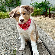Vasco a rejoint le concours — aidez-le/la à gagner de superbes lots ! puppy, dog, bandana, wooden_bench, gravel, greenery, outdoor, young_dog, cute, pet, animal, fur, ears, sitting, portrait, nature, bench, red, white, brown