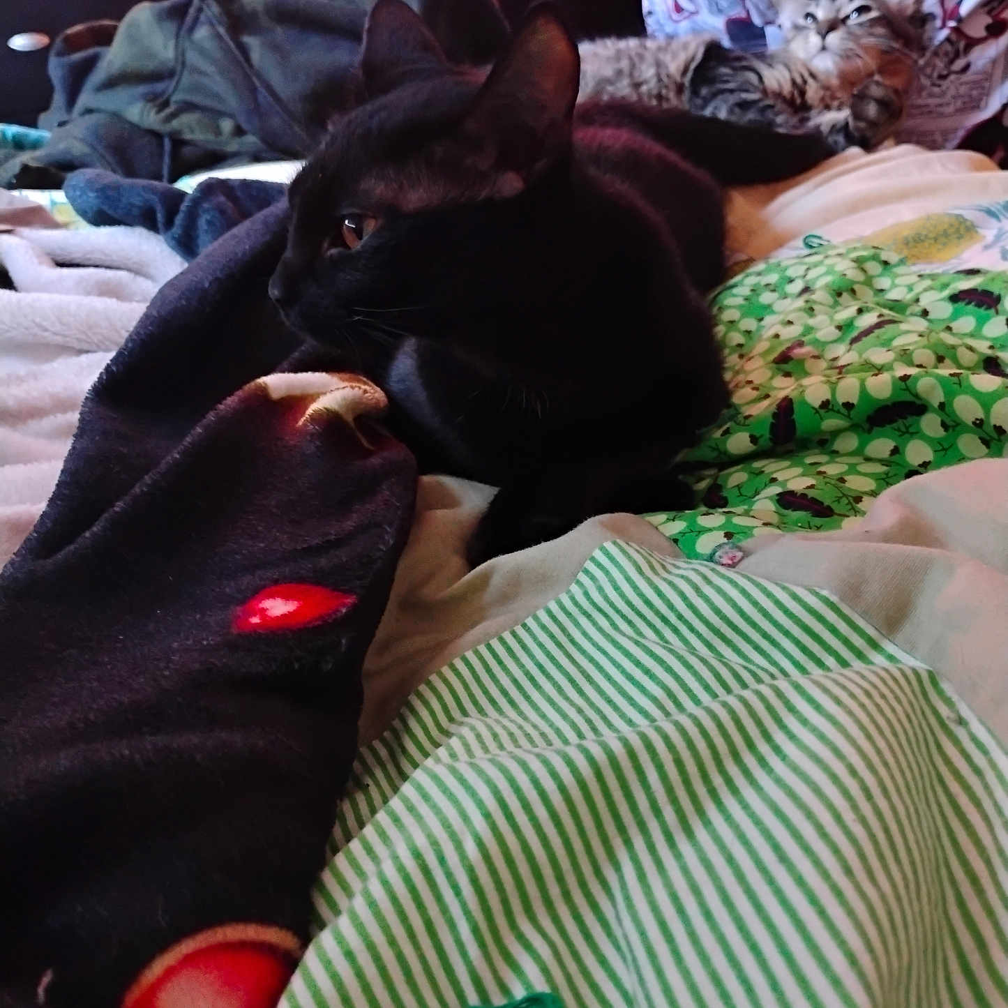 Shadow is registered to the contest to win money with this photo: animal, bed, black_cat, blanket, cat, clothing, comfort, cozy, domestic_animal, feline, fur, indoor, mickey_mouse, pattern, pets, relaxing, resting, soft_texture, striped_fabric, tabby_cat