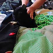 Shadow joined the competition — help win amazing prizes! animal, arm, bed, black_cat, blanket, cat, comfort, cozy, drawer, furniture, green, hand, indoor, pattern, person, petting, resting, striped_blanket, tattoo, white