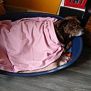 Tyson participe au concours pour gagner de l'argent avec cette photo : dog, bed, blanket, pink_blanket, toy, brindle_dog, sleeping, indoor, floor, wooden_floor, plastic_bed, cozy, resting, quiet, calm, yellow_wall, red_bookshelf, household, pet, relaxation