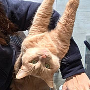 Caramel a rejoint le concours — aidez-le/la à gagner de superbes lots ! cat, ginger_cat, stretching, indoor, person, lap, glass_table, woven_chair, floor, green_eyes, feline, pet, domestic_animal, cozy, relaxed, fur, whiskers, claws, paw, human_hand