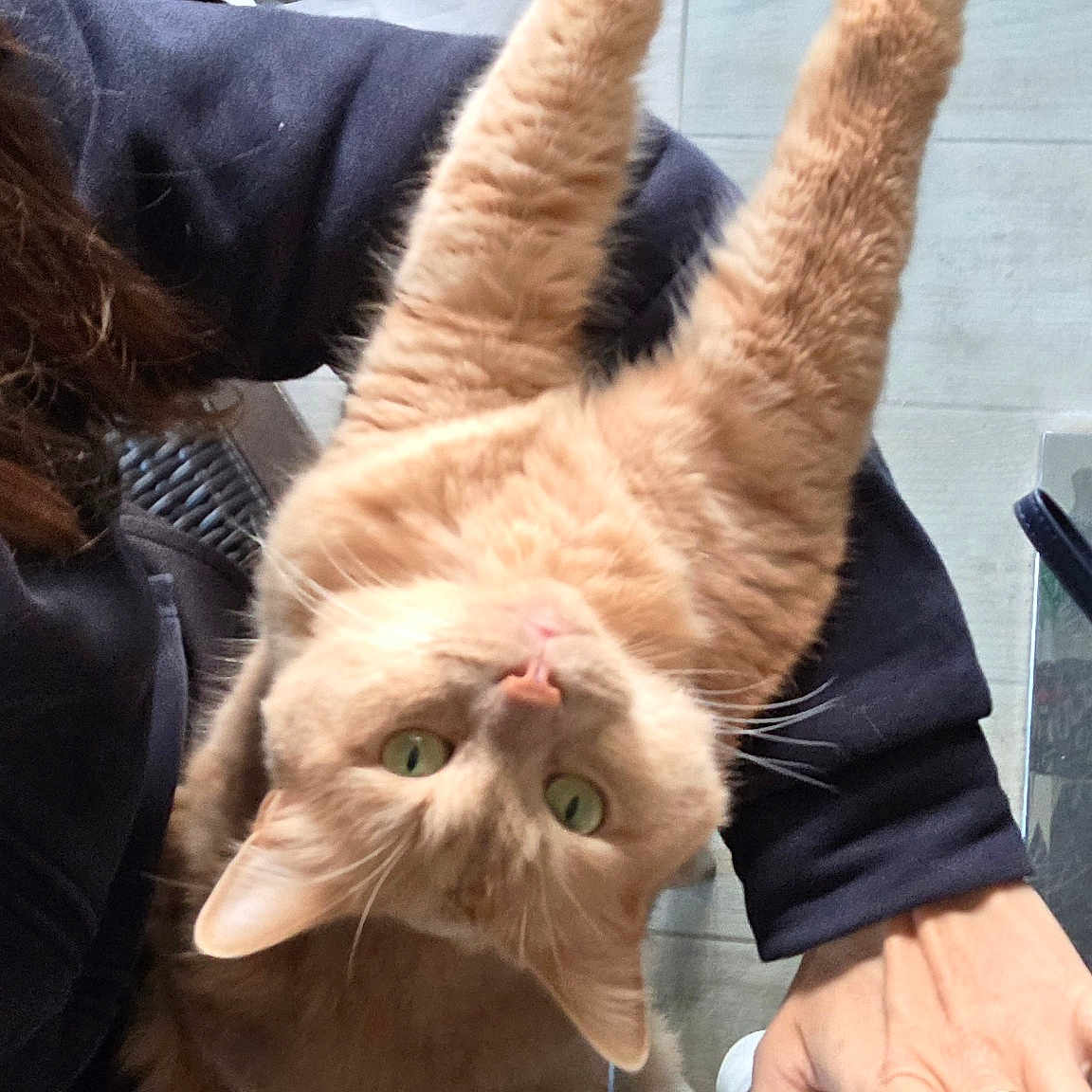 Caramel a rejoint le concours — aidez-le/la à gagner de superbes lots ! cat, claws, cozy, domestic_animal, feline, floor, fur, ginger_cat, glass_table, green_eyes, human_hand, indoor, lap, paw, person, pet, relaxed, stretching, whiskers, woven_chair