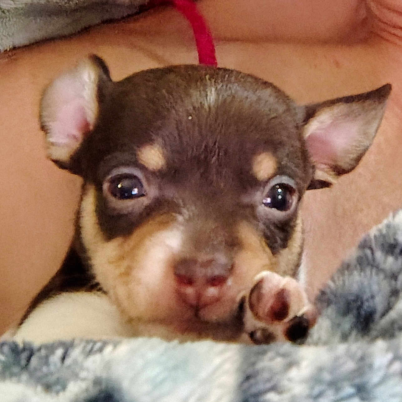 Pj Aka Peanut Jr is registered to the contest to win money with this photo: animal, bulldog, canine, chihuahua, dog, frenchbulldog, hound, husky, pet, puppy