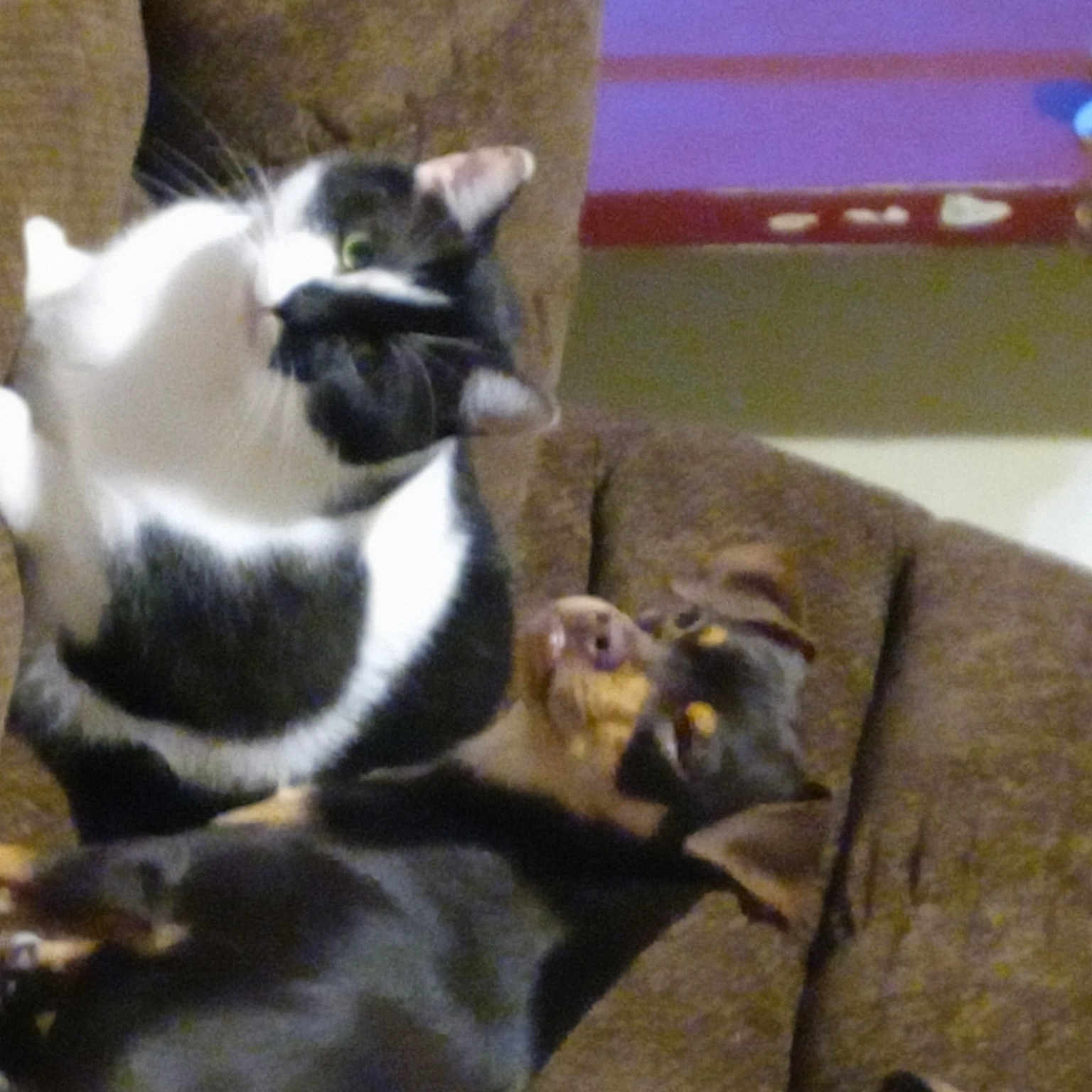Lucky The Cat And Peanut His Dog