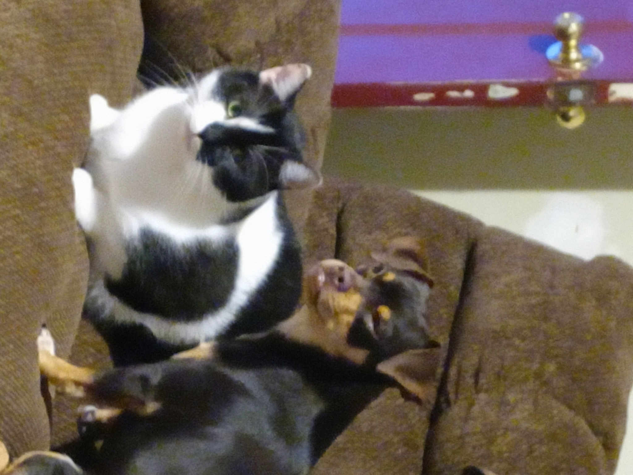 Lucky The Cat And Peanut His Dog