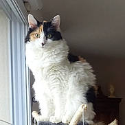 Oxia a rejoint le concours — aidez-le/la à gagner de superbes lots ! animal, calico, cat, cat_tree, curious, domestic_cat, ears, feather, feline, fluffy, fur, green_eyes, house, indoor, perched, pet, playful, toy, whiskers, window