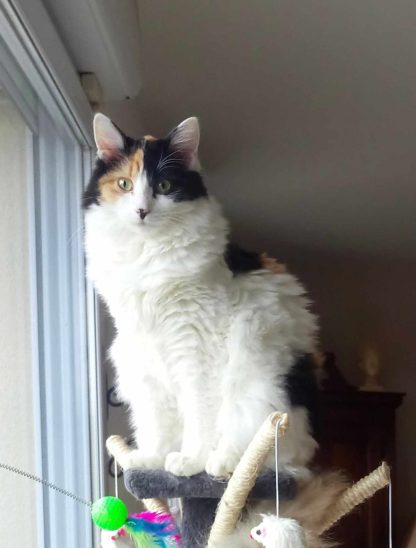 Oxia a rejoint le concours — aidez-le/la à gagner de superbes lots ! animal, calico, cat, cat_tree, curious, domestic_cat, ears, feather, feline, fluffy, fur, green_eyes, house, indoor, perched, pet, playful, toy, whiskers, window