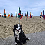 Maïka a rejoint le concours — aidez-le/la à gagner de superbes lots ! dog, beach, sand, umbrella, closed_umbrella, cloudy_sky, pavement, outdoor, pet, canine, black_and_white_dog, sitting, happy, nature, coastline, vacation, summer, landscape, animal, leisure