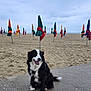 dog, beach, sand, umbrella, closed_umbrella, cloudy_sky, pavement, outdoor, pet, canine, black_and_white_dog, sitting, happy, nature, coastline, vacation, summer, landscape, animal, leisure
