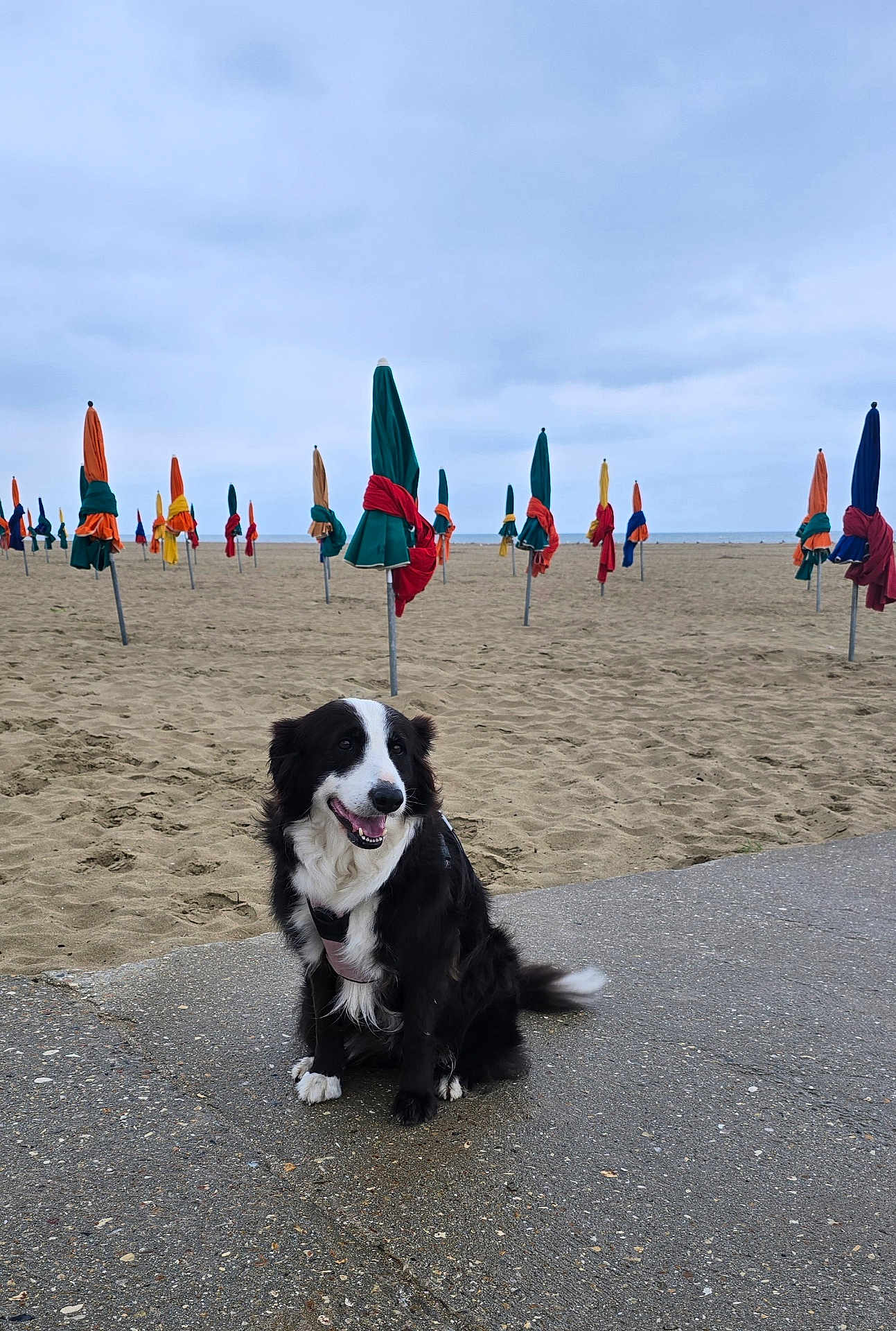 Maïka a rejoint le concours — aidez-le/la à gagner de superbes lots ! dog, beach, sand, umbrella, closed_umbrella, cloudy_sky, pavement, outdoor, pet, canine, black_and_white_dog, sitting, happy, nature, coastline, vacation, summer, landscape, animal, leisure