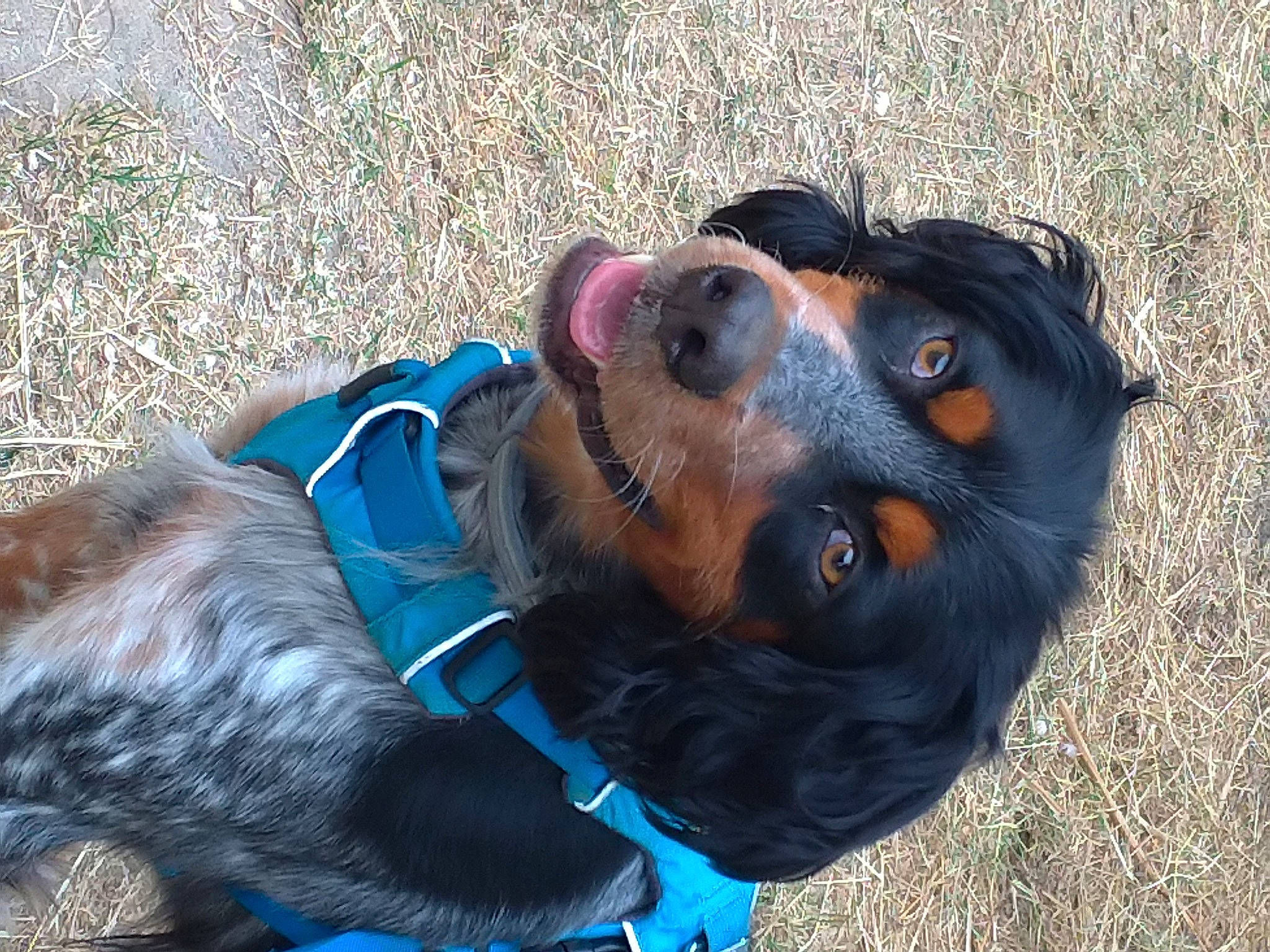 Wall-e participe au concours pour gagner de l'argent avec cette photo : canidae, carnivore, companion_dog, dog, dog_breed, english_shepherd, huntaway, rottweiler, snout, sporting_group, working_dog