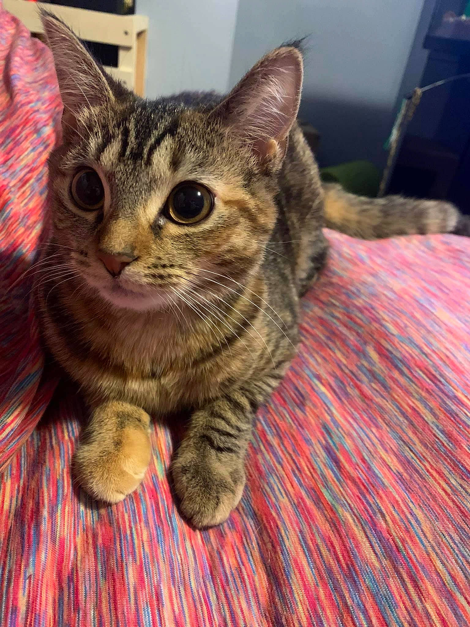 Cleopatra Rose Harper