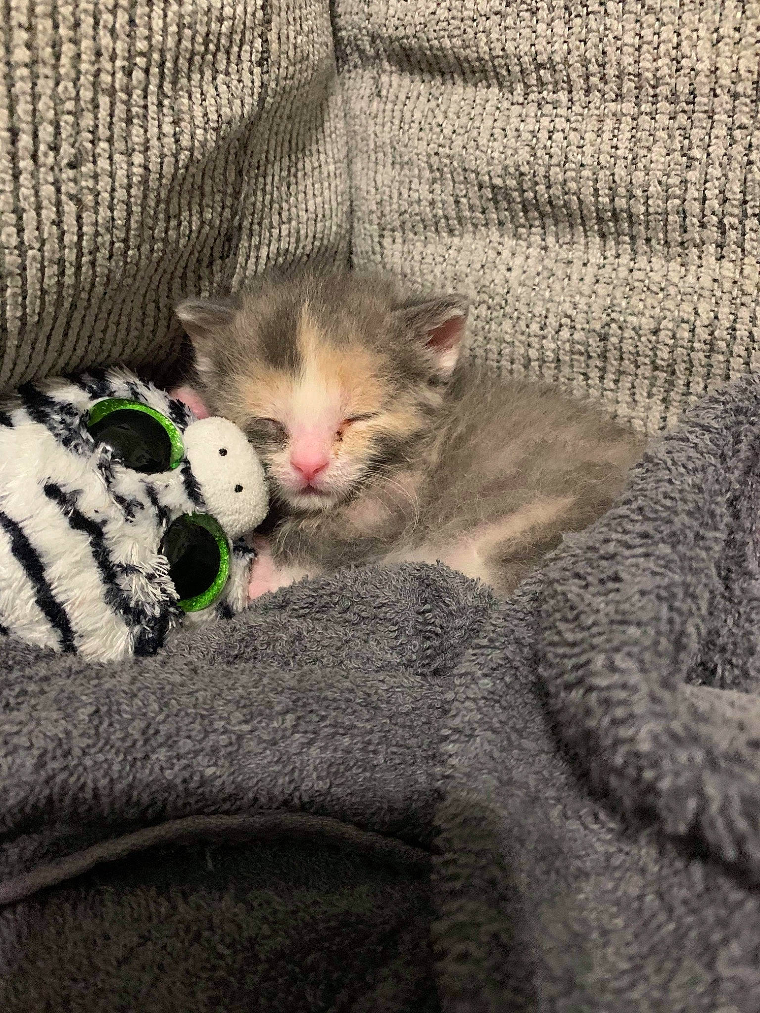 Harley Bean Harper joined the competition — help win amazing prizes! bedding, carnivore, cat, comfort, couch, domestic_short_haired_cat, fawn, felidae, fur, grey, linens, nap, pattern, paw, small_to_medium_sized_cats, snout, tail, textile, whiskers, woolen