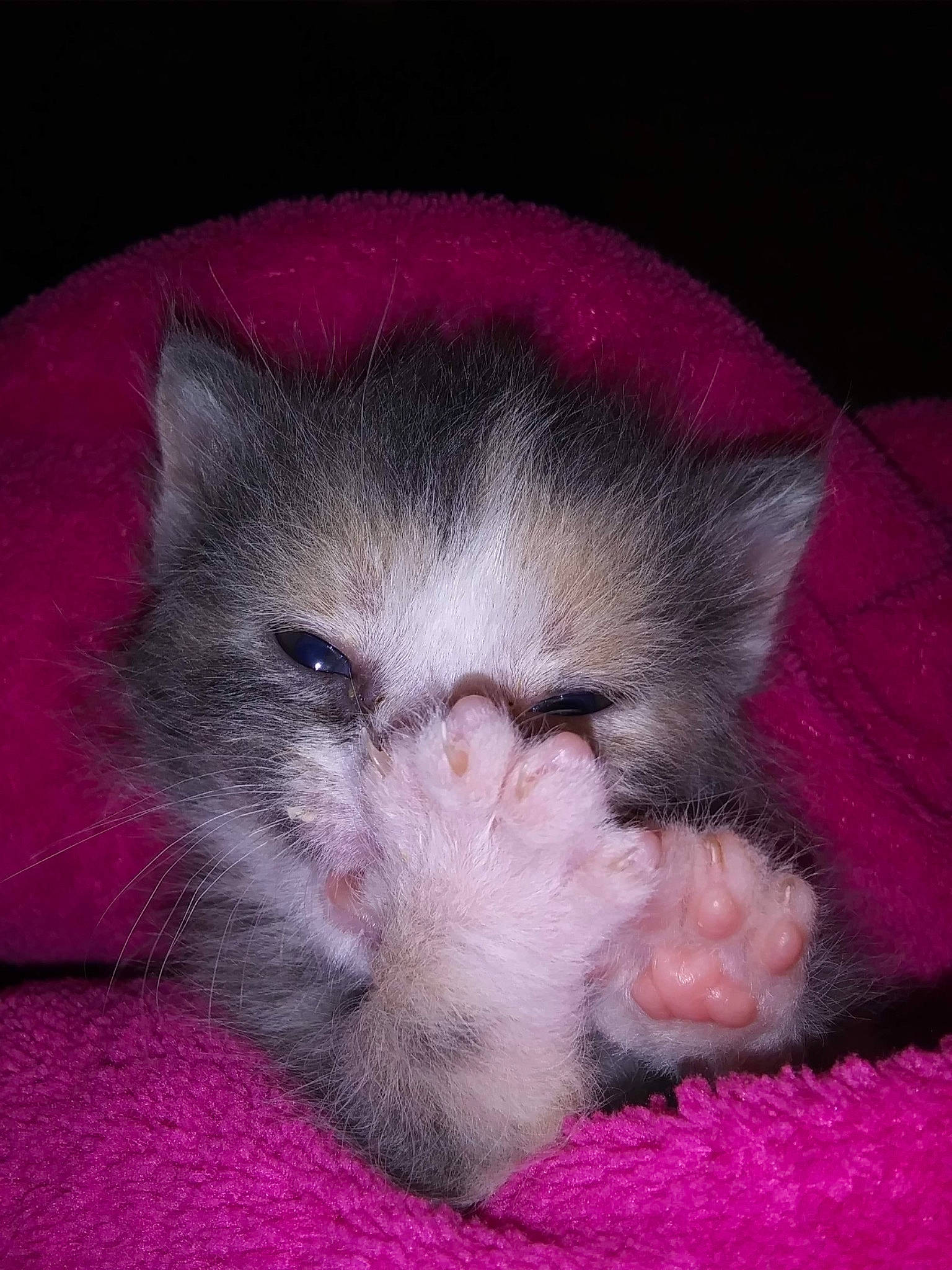 Harley Bean Harper is registered to the contest to win money with this photo: baby, carnivore, cat, cat_toy, claw, comfort, domestic_short_haired_cat, felidae, foot, fur, nail, nap, paw, sleep, small_to_medium_sized_cats, snout, tail, terrestrial_animal, whiskers