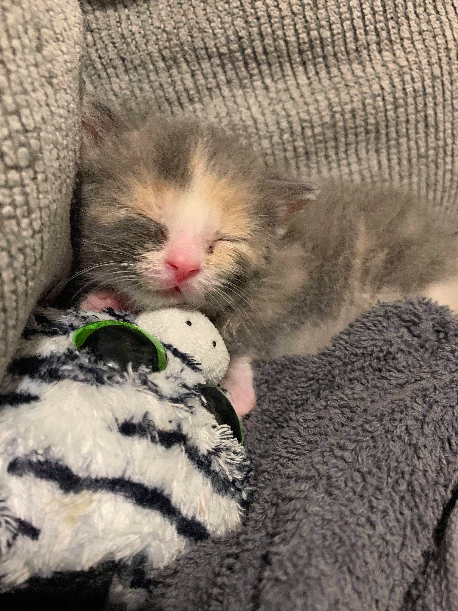 Harley Bean Harper is registered to the contest to win money with this photo: canidae, carnivore, cat, claw, comfort, domestic_short_haired_cat, felidae, foot, fur, grass, grey, nap, pattern, paw, sleep, small_to_medium_sized_cats, snout, tail, whiskers, wool