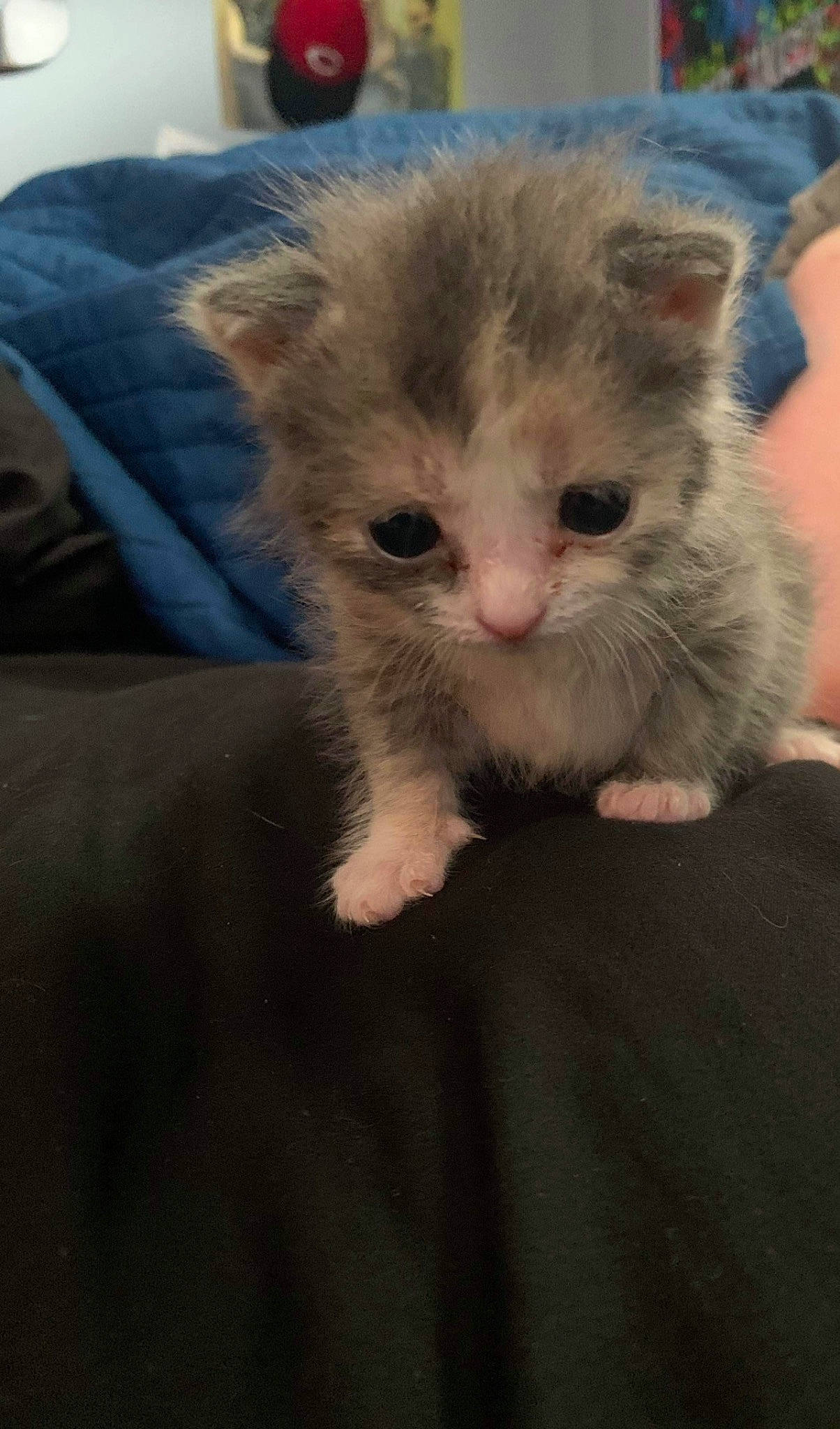 Harley Bean Harper joined the competition — help win amazing prizes! carnivore, cat, claw, comfort, domestic_short_haired_cat, ear, eye, fawn, felidae, fur, nail, paw, small_to_medium_sized_cats, snout, whiskers