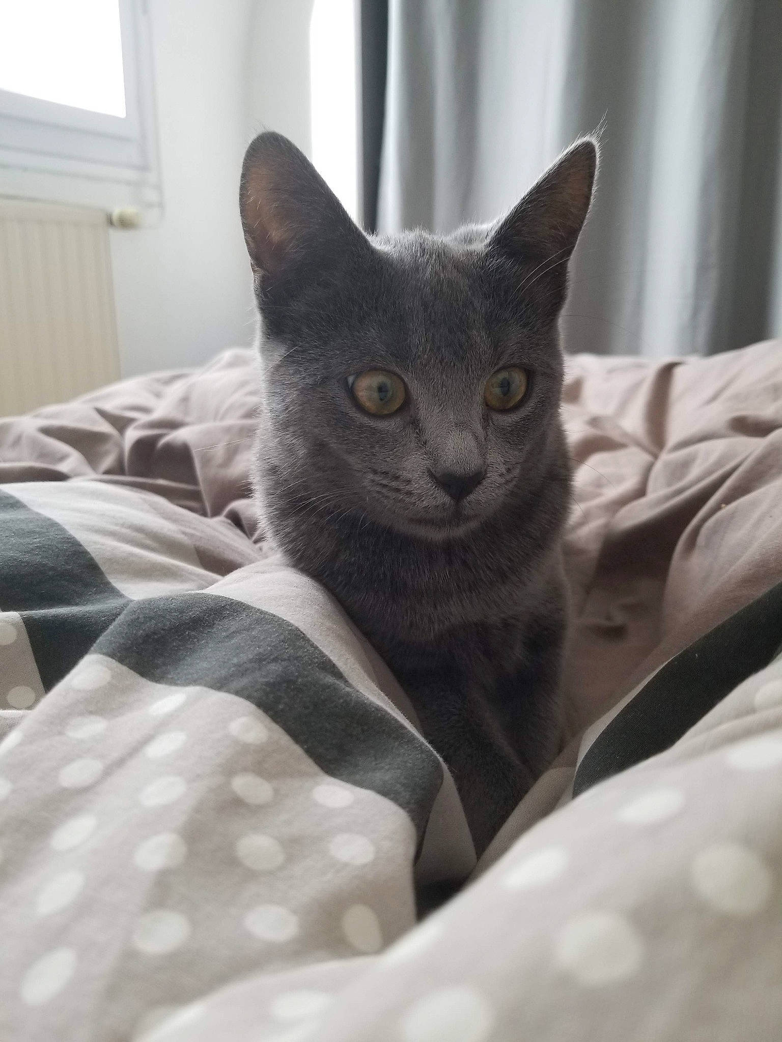 Grizzly a rejoint le concours — aidez-le/la à gagner de superbes lots ! carnivore, cat, cat_supply, comfort, domestic_short_haired_cat, felidae, fur, grey, linens, pattern, russian_blue, small_to_medium_sized_cats, snout, tail, terrestrial_animal, whiskers, window, window_blind