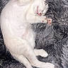 Alaska participe au concours pour gagner de l'argent avec cette photo : cat, kitten, white_cat, sleeping, stretching, furry, pet, animal, cozy, blanket, soft_texture, cute, paw, tail, relaxing, indoor, domestic_animal, resting, small_animal, fur