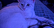Alaska a rejoint le concours — aidez-le/la à gagner de superbes lots ! cat, animal, pet, bed, indoor, feline, blue_light, resting, cute, whiskers, tail, ears, fur, television, blanket, striped, cozy, relaxed, room, night