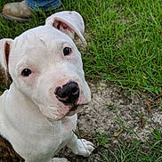 Quattro joined the competition — help win amazing prizes! animal, boots, brindle, canine, curious, cute, dog, earth, grass, jeans, looking_up, nature, nose, outdoor, person, pet, puppy, sitting, white, young