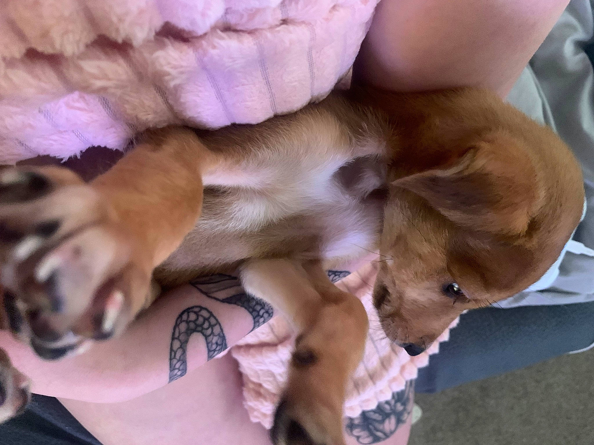 Monty joined the competition — help win amazing prizes! bed, canidae, carnivore, comfort, companion_dog, dog, dog_breed, dog_supply, fawn, fur, human_leg, linens, nap, paw, sporting_group, temporary_tattoo, toy_dog, whiskers, working_animal, wrist