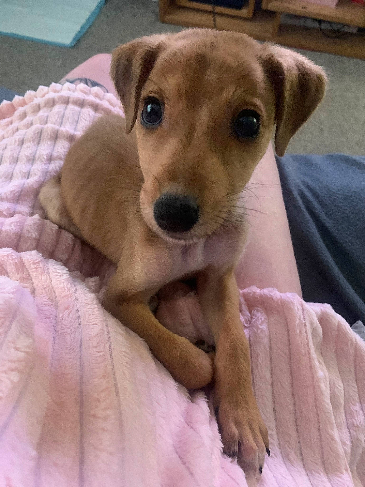 Monty is registered to the contest to win money with this photo: canidae, carnivore, collar, comfort, companion_dog, dog, dog_bed, dog_breed, dog_collar, dog_supply, fawn, fur, liver, paw, sporting_group, whiskers, wood, working_animal